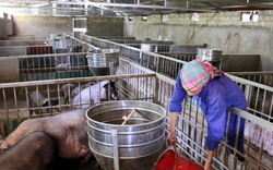 Lào Cai: Hợp tác xã nuôi lợn nhiều nhất tỉnh 6.000 con vẫn không đủ bán, cam kết giữ giá lợn dịp Tết