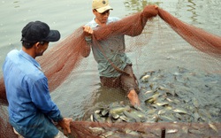 Cà Mau: Sét đánh chết 1,6 tấn cá sặc bổi, dân xôn xao