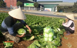  Chỉ với 1000m2 rau sạch, nông dân ở Sơn La thu tiền đều tay