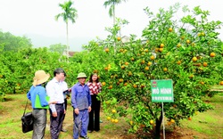 Xây dựng, phát triển, sử dụng hiệu quả nguồn vốn quỹ Hỗ trợ nông dân: Một mũi tên trúng nhiều đích