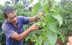Tin mới về cây sachi: Một doanh nghiệp tỉnh Lâm Đồng vừa xuất khẩu 7 tấn hạt sachi sang Đài Loan