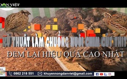 Kỹ thuật làm chuồng nuôi chim cút thịt đem lại hiệu quả kinh tế cao 