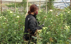 Lâm Đồng: Vì sao nông dân ở nơi này tính chuyện "ăn Tết" ngoài vườn hoa, hỏi ra nhiều người quan ngại