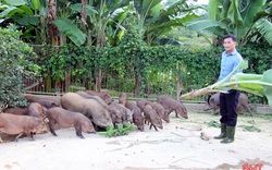 Hà Tĩnh: Lên "vương quốc" của loài hươu sao lại lạc vào nơi lợn rừng chạy hàng đàn, đào hang hốc, ăn cây thuốc