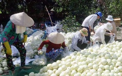 Hậu Giang: Trồng thứ cây dây leo bò khắp ruộng, hái loại quả trắng như bạch ngọc, hái trái nào thương lái "khuân sạch"