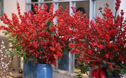 Chơi Tết cây gì: Đào đông đỏ là loại hoa đào gì mà "hot" nhất thị trường hoa? 