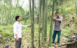 Tuyên Quang: Vùng đất này dân trồng thứ xây thẳng tuồn tuột, cả năm chả phải chăm mà vẫn thu lãi đều