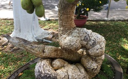 Khánh Hòa: Xuất lộ 1 gốc me bonsai treo đầy trái lủng lẳng, cây cóc cổ thụ gốc cuộn tròn như rắn hổ mang