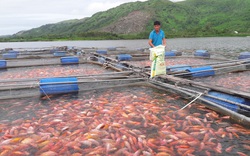 Ông nông dân tỉnh Hà Tĩnh nuôi loài cá gì mà đỏ cả mặt hồ, vợt đến đâu thương lái cân tất?