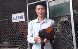 Từ giải Nhất cuộc thi khởi nghiệp nông nghiệp, trai vùng cao thành ông chủ của đàn gà Mông cả nghìn con