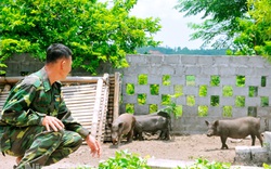 Ninh Bình: Lợn Táp Ná là thứ lợn gì mà nuôi chưa kịp lớn đã có người "đặt gạch" đòi mua?