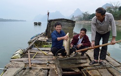 Quảng Bình: Ở nơi này nông dân ăn Tết to nhờ nuôi cá trắm cỏ to dài trên sông Gianh