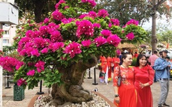 Khánh Hòa: Ngắm những cây hoa giấy cổ thụ, gốc xù xì nổi đầy u cục, ngọn nở ngàn bông hoa rực rỡ