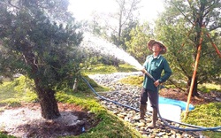 Một ông nông dân sở hữu vườn tùng kiểng 3.000 cây, có cây như "báu vật" miền Tây