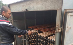 Mùng 4 Tết gặp "siêu" nông dân tuổi Sửu nuôi hàng vạn con gà Ai Cập, vì dịch Covid-19 tồn 600.000 quả trứng