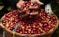 2021 sẽ là năm phục hồi cho ngành cà phê Việt Nam?