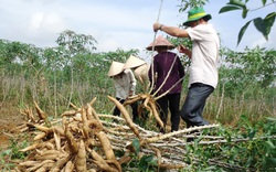 Dịp Tết, Trung Quốc tăng tiêu thụ thứ này, loại nông sản bình dân bỗng được giá