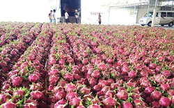 Đầu xuân năm mới, 160 tấn thanh long trồng ở tỉnh Long An xuất khẩu thành công qua cửa khẩu quốc tế nào?