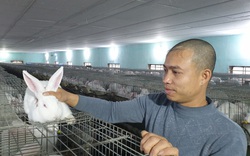 Thái Bình: Nuôi thỏ kiểu lạ lùng, cho thỏ nghe nhạc trữ tình để đàn thỏ "đẻ" ra 40 triệu/tháng đều như vắt chanh