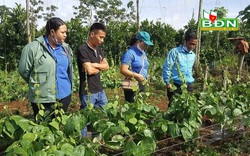 Đắk Nông: Trồng thứ cây dây leo có chữ sâm, tốt um tùm, cứ vặt lá bán mỗi tháng lời 30 triệu đồng