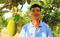 An Giang: Trồng hàng ngàn cây mít Thái trên bờ kênh, ai ngờ cây thấp tè đã ra nhiều trái