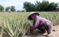 Ninh Thuận: Ruộng nha đam toàn cây to bự, vườn nho, vườn táo ra trái quá trời, muối trắng đầy đồng