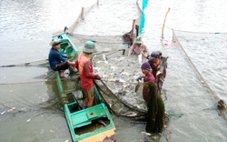 TP.HCM: Nông nghiệp chuyển dịch đúng hướng, đời sống nông dân "lên hương"