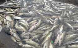 Thái Nguyên: Gần 1 tấn cá sắp xuất bán bỗng chết trong 1 buổi sáng, nông dân như rụng rời tay chân