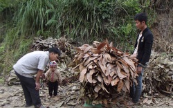 Lào Cai: Trồng cây này, chỉ cần cạo vỏ, hái lá, cành dăm bán cho thương lái, thu hơn 24 tỷ đồng