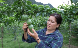 Sơn La: Mua phân bón kiểu này, cuối vụ mới phải trả tiền, nông dân yên tâm chăm cây trái
