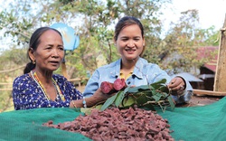 Lâm Đồng: Vô rừng đào củ Chi Kut, hái 27 thứ lá, rễ cây nhìn như cỏ dại, không ngờ là bài thuốc quý