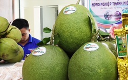 Bình Định: Một ông nông dân bán vé số bất ngờ giàu lên nhờ trồng bưởi da xanh của tỉnh Bến Tre