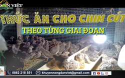 Video: Cách làm thức ăn cho chim cút theo từng giai đoạn một cách chi tiết