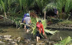 TT-Huế: Lũ cá, tôm từ rừng ngập mặn tràn ra đầm phá, dân thỏa sức vẫy vùng giăng lưới, buông câu