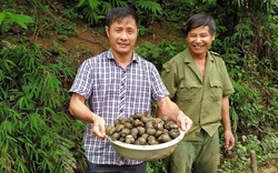 Lạng Sơn: Nông dân ở nơi núi non này nuôi loài ốc gì mà nó đẻ liên tù tì, ngủ li bì liền mấy tháng?