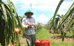 Bình Thuận: Ra Tết, giá thanh long bỗng đột ngột tăng mạnh, ông Chủ tịch Hiệp hội lý giải thế này