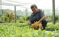 Tây Ninh: Nông dân trồng rau rừng tươi non, bán giá đắt mà các siêu thị lớn nhất TP HCM vẫn đặt mua