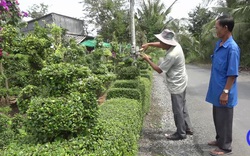 Một ông nông dân tỉnh Tiền Giang bỏ ra 30 năm trồng hàng rào nông thôn mới đẹp mê li, ai cũng phục lăn