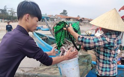 Clip: Ngư dân Quỳnh Lưu (Nghệ An) chong đèn xúc “lộc biển” ngày đầu năm Tân Sửu