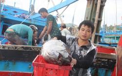 Bình Định: Vùng này đầu xuân năm mới đàn ông phải ăn Tết xa nhà, vật lộn sóng gió săn toàn cá ngừ đại dương