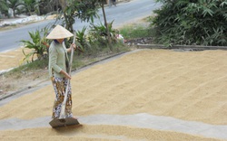 Kể chuyện làng: Nhớ mùi cơm gạo Nàng Thơm với thịt kho tàu chiều 30 Tết