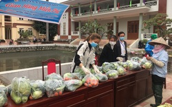 Hải Dương: Mạng xã hội xôn xao kêu gọi, nông dân hy vọng được giải cứu bắp cải, su hào, cà chua, cà rốt