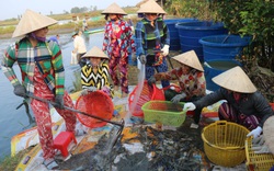 Bạc Liêu: Đầu xuân năm mới, nông dân bắt tôm càng xanh, cứ 1ha bắt được 1 tấn, bán 140.000 đồng/ký