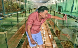 Ông nông dân trẻ tỉnh Bình Dương nuôi loài tôm gì mà được UBND tỉnh tặng danh hiệu nghệ nhân nghề cá cảnh?
