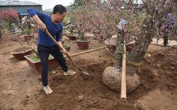 Người dân Nhật Tân tất bật trồng lại đào sau Tết