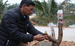 Dịch Covid-19 bất ngờ quay lại, làng trồng "cây gọi Tết" ở tỉnh Phú Thọ vắng lặng chưa từng thấy