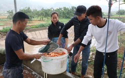 Phú Thọ: Giá tăng gấp đôi, làng nuôi cá chép đỏ ví như "tàu vũ trụ" đưa ông Táo chầu trời trúng đậm