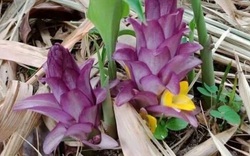 Phú Yên: Bông Gờ là loài cây gì mà ra hoa đã đẹp dịu dàng lại còn làm rau đặc sản ví như trời ban?