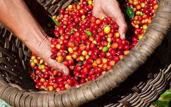 Giá nông sản hôm nay 2/2: Cà phê đồng loạt tăng mạnh