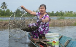 Kiên Giang: Sản lượng lúa gạo cao nhất ĐBSCL, vì sao tỉnh này lại bỏ 1 vụ để nuôi tôm nước lợ trong ruộng?